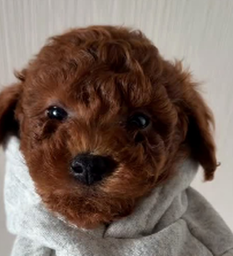 Kıvırcık tüylü, kahverengi Toy Poodle dostumuz